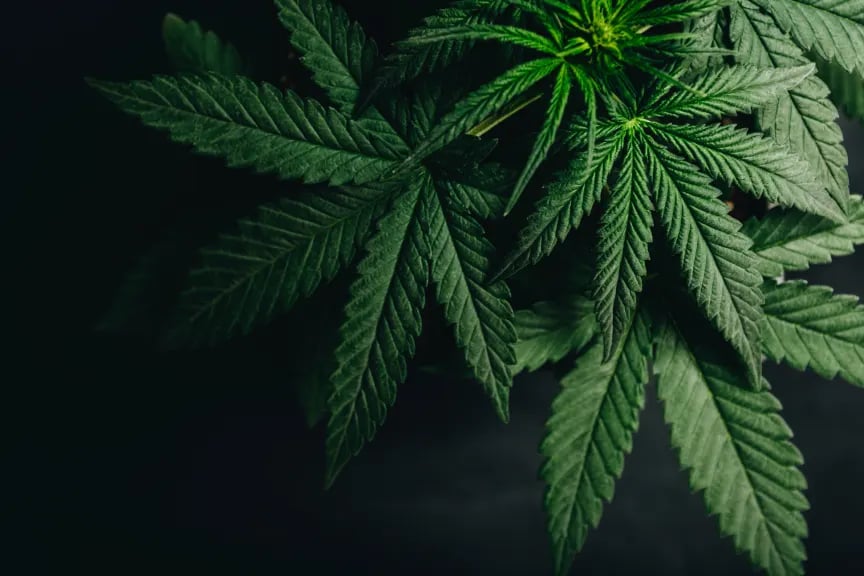 marijuana_cannabis_leaf_background-3